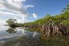 mangrovesfranciscoblancosstock